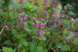 Lamium maculatum Gevlekte dovenetel bestellen